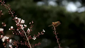 Păsările îşi pierd talentul de a cânta şi uită melodiile pe care le cântă de generaţii