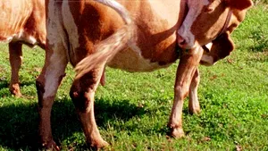 Un copil de cinci ani, omorât de vaca din gospodărie care s-a speriat din cauza furtunii