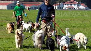 REPORTAJ: Plimbatul câinilor persoanelor ocupate devine o afacere. Cât se poate câştiga în fiecare lună