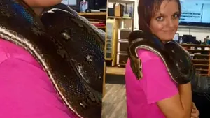 „Casa reptilelor”. O femeie a fost găsită moartă, cu un piton în jurul gâtului. Avocat: „Era înnebunită după şerpi. Avea 140”