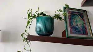 De ce să ai cât mai multe plante acasă sau la birou - studiu