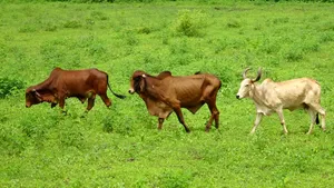 O vacă va călători peste ocean pentru a fi vedeta unui eveniment internațional. Este prima din rasa sa care participă la o ceremonie