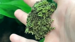 FOTO VIDEO Maestra camuflajului: mică dar rezilientă 