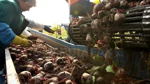 Proiectile explozive descoperite de un muncitor la o firmă care prelucrează sfeclă