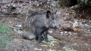 Caz de pestă porcină, confirmat pe un fond de vânătoare din Timiș
