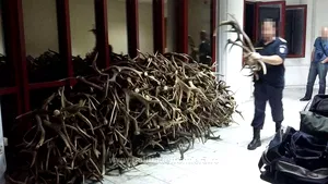 FOTO Cetăţean ceh prins la Punctul de Trecere a Frontierei Petea când încerca să scoată din ţară 680 de coarne de cerb