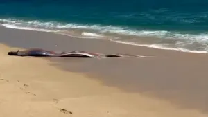 Doi „pești ai Apocalipsei” descoperiți pe o plajă de către turiști. Oamenii spun că este un semn rău