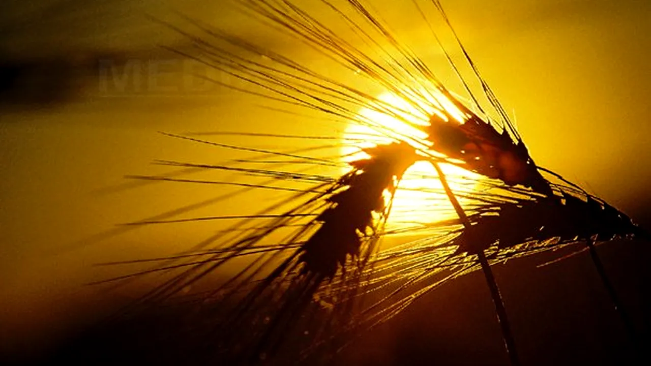Ministrul Agriculturii: Seceta ar putea afecta şi culturile de toamnă