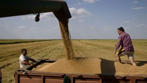 Producţia de grâu din acest an, mai mult decât dublă faţă de 2007