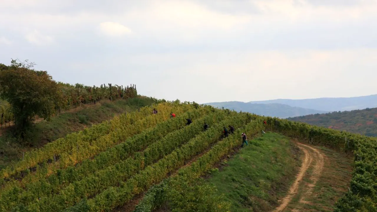 „Vinurile Împăraţilor”, cele mai scumpe din România, reapar pe piaţă/ Cu cât se VINDE o sticlă din celebrul vin de la Lechinţa - FOTO