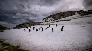 Cea mai mare colonie de pinguini din lume, decimată de schimbările climatice