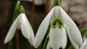 Bringing Snowdrops Into Hungary Is A Crime