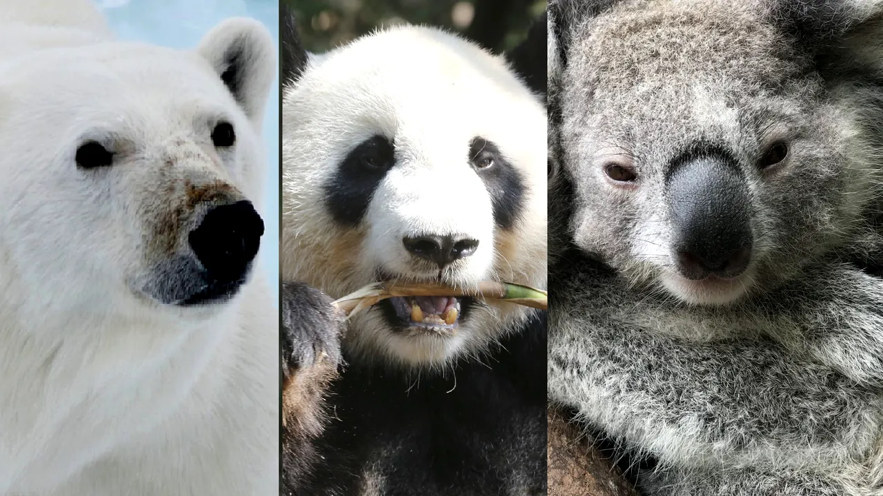 Urşii polari, koala şi panda încă sunt ameninţaţi cu dispariţia. 1 din 10 specii de animale ar putea dispărea până la finalul secolului 21
