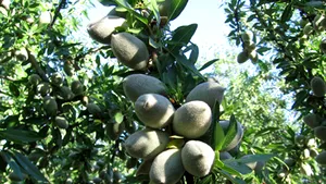 Gândul: România altfel: kiwi la Ostrov, măslin la Timişoara
