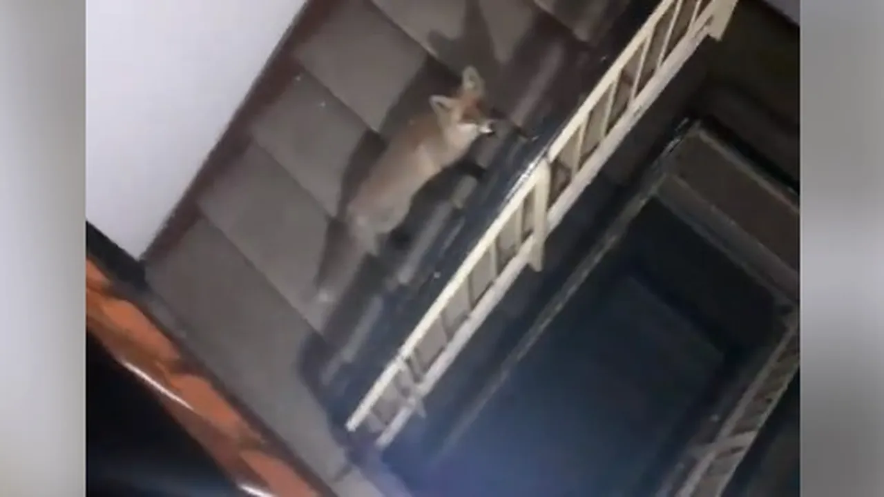 Vulpe filmată pe scările unui bloc dintr-o localitate din Buzău. Reacţia oamenilor: ”Şi-a cumpărat apartament?” | FOTO