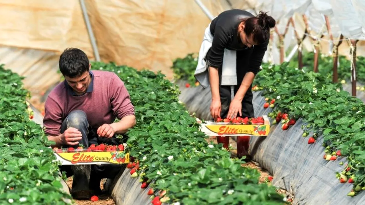 Germania autorizează venirea a 80.000 muncitori sezonieri străini pentru strângerea recoltei
