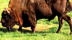 Încă 3 cadavre de animale descoperite la ferma din Cluj: peste 200 de bizoni, cerbi și mufloni morți