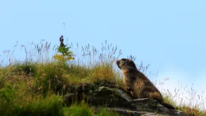 Apel pentru interzicerea vânătorii marmotelor în Franța