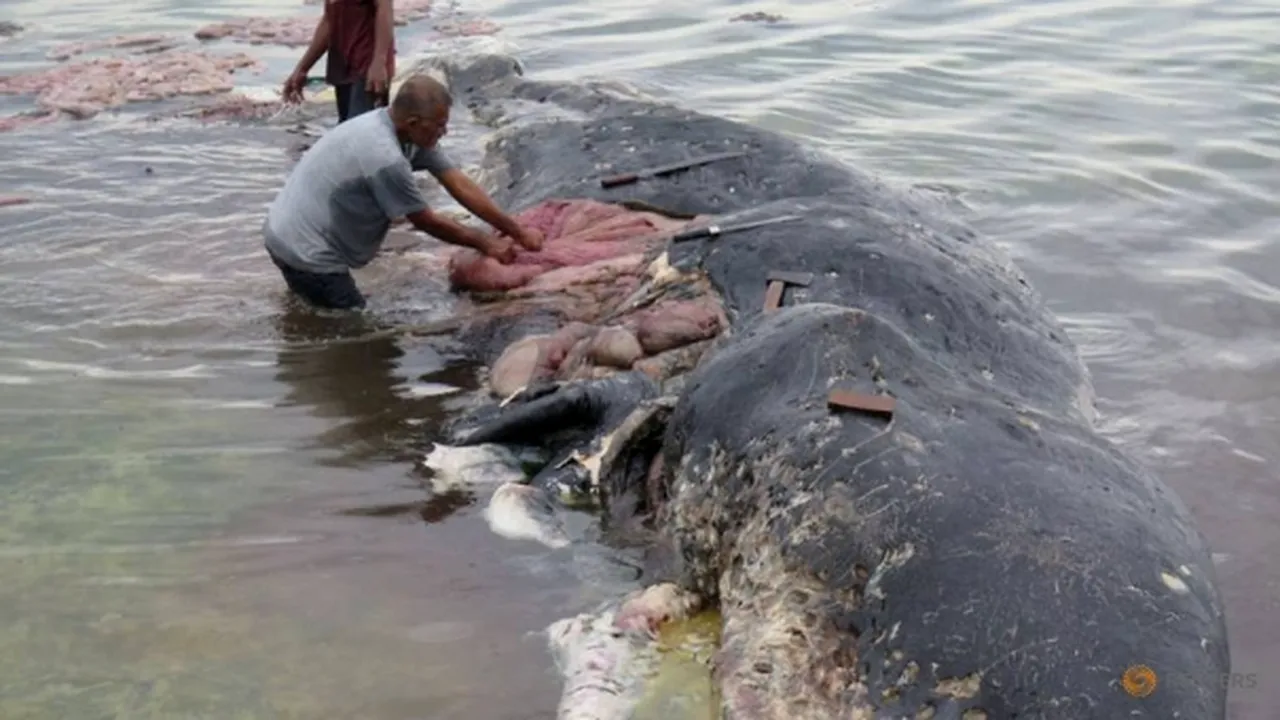 Descoperire alarmantă făcută în stomacul unui caşalot eşuat în Indonezia
