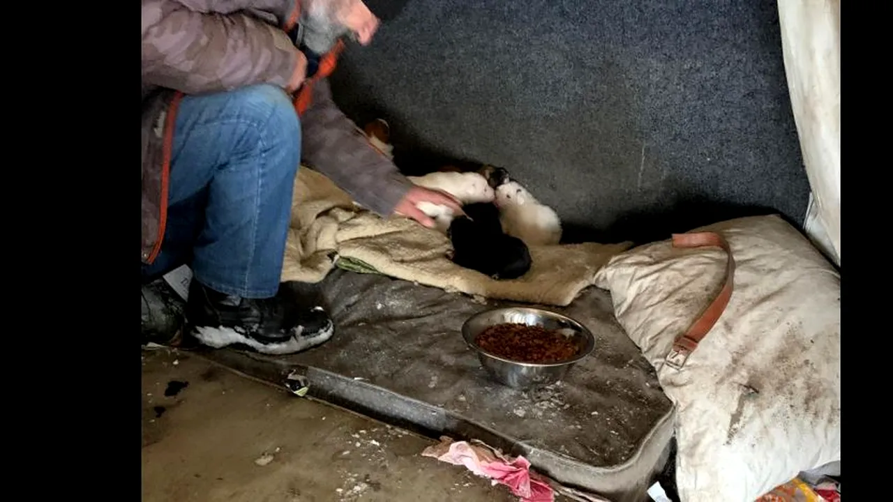 Emoţionant: Un bărbat fără adăpost a salvat de la îngheţ o căţeluşă cu şapte pui | FOTO