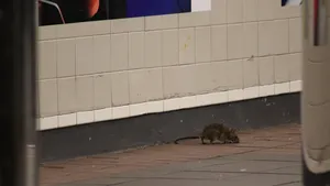 În Hong Kong şobolanii infectează oamenii cu un tip specific de hepatită. Experţii nu ştiu cum e posibil