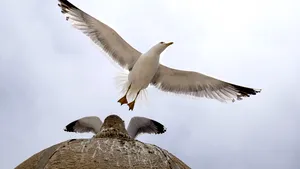 Rezultate surprinzătoare obţinute de un studiu: Schimbările climatice micşorează trupurile păsărilor şi le măreşte anvergura aripilor