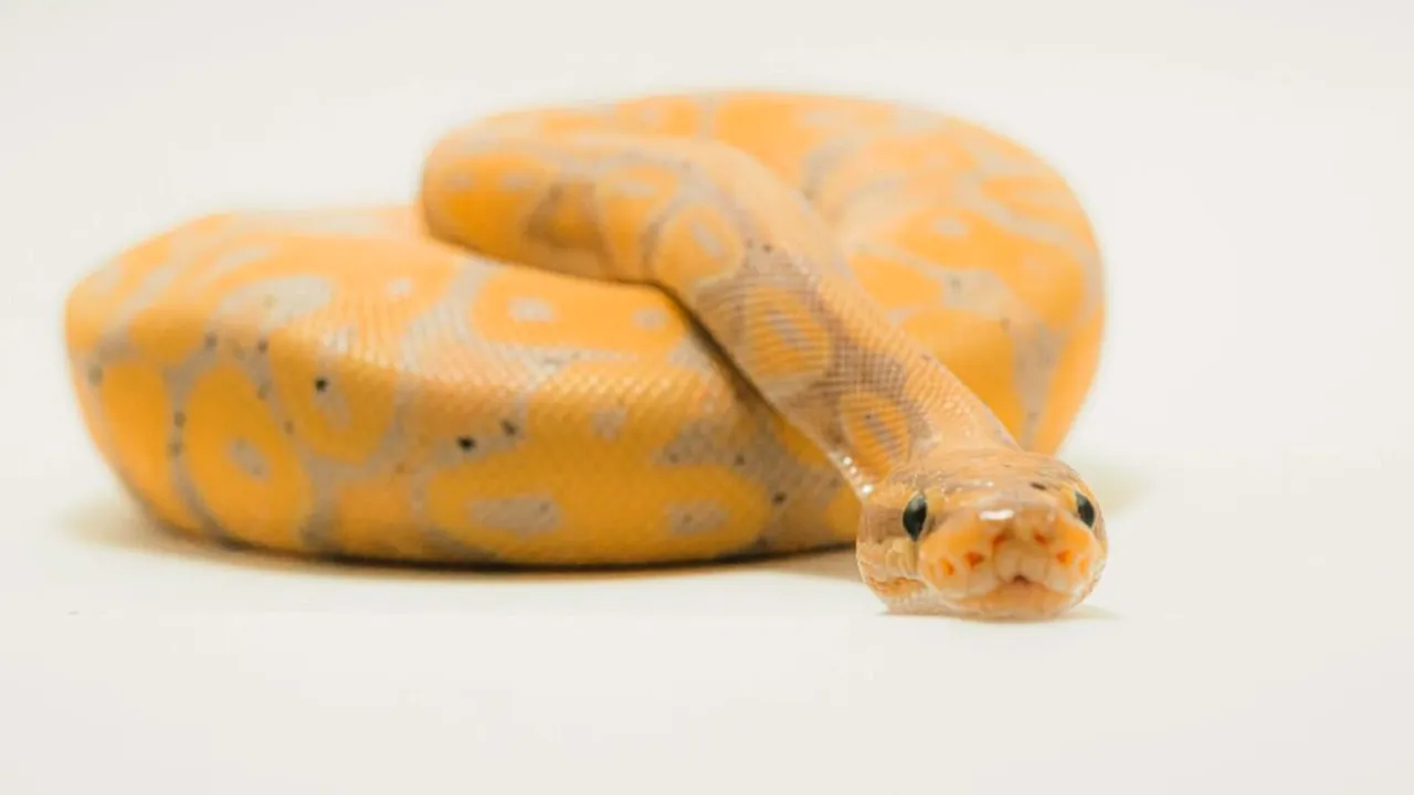 Colecționar de șerpi din Olt, vizat de percheziții: Hrănea reptilele cu animale vii