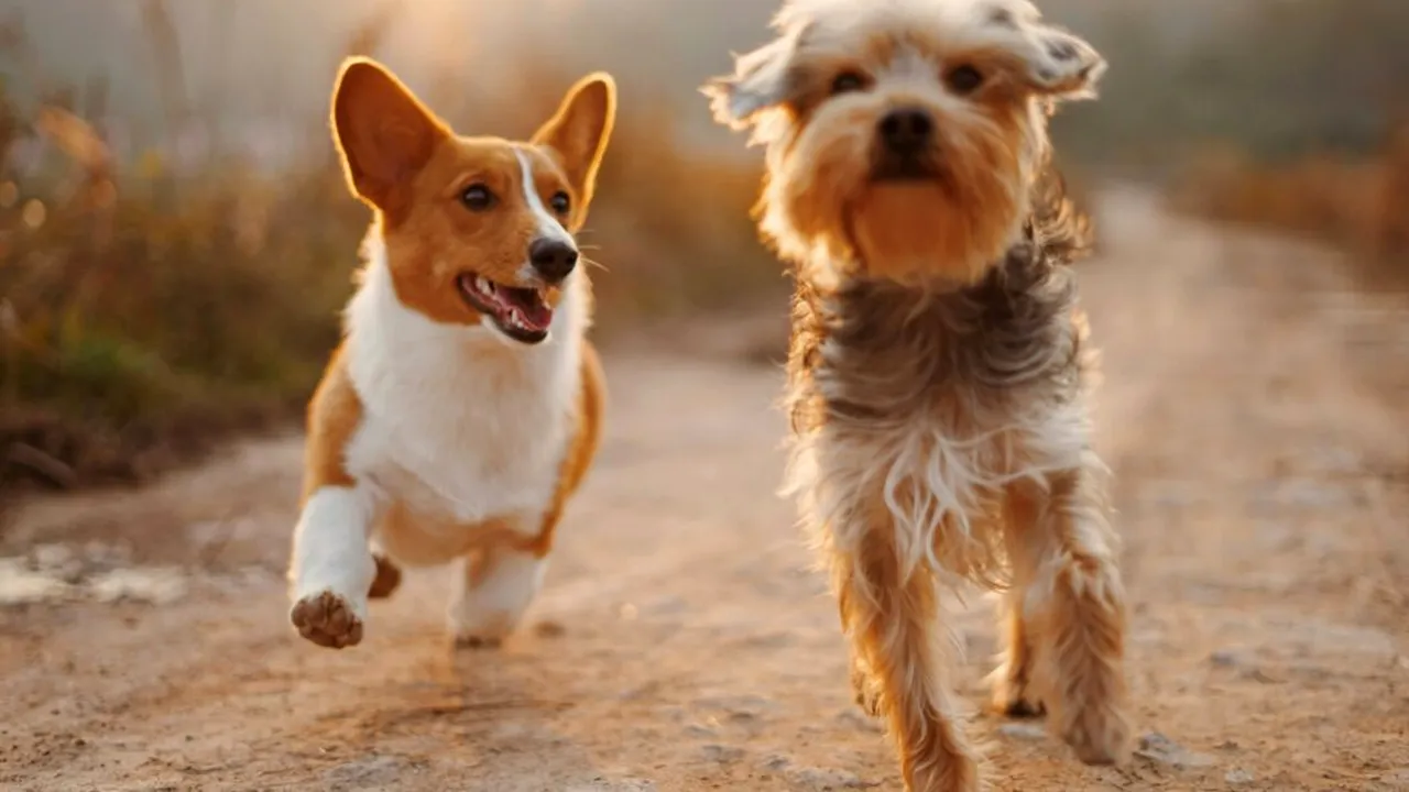 Moartea unui animal de companie. Ce să le spuneți copiilor și ce cuvinte să evitați