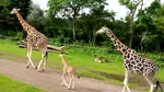 O grădină zoologică din Chile organizează o vânătoare de ouă de Paște cu recompense pentru animale