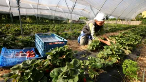 Cât l-a costat pe patronul britanic aducerea celor 150 de muncitori români duşi să îi înveţe pe englezi cum să culeagă fructe şi legume