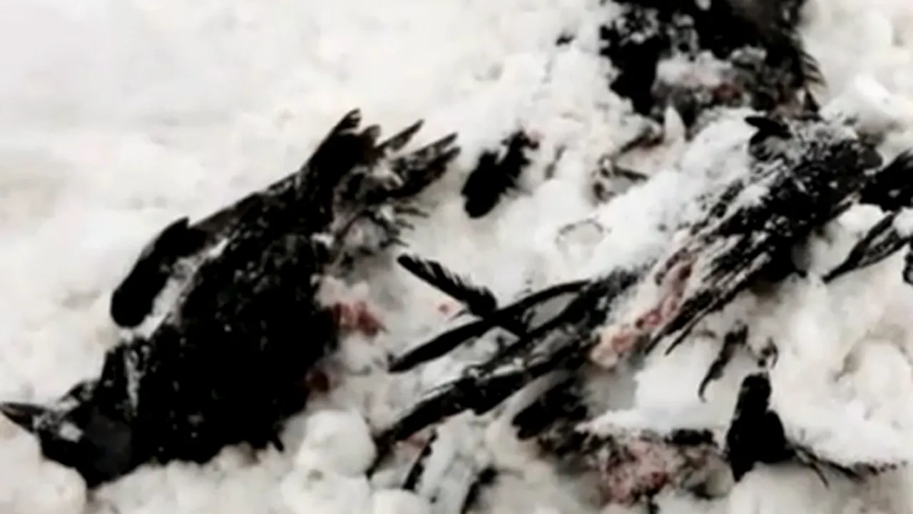 Păsări moarte şi în Suedia. Se pare că 