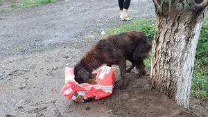 Câini salvaţi din mijlocul inundaţiilor din judeţul Galaţi