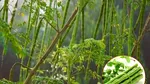 Arborele miraculos care elimină 98% din microplasticele din apă: alternativa naturală la soluțiile chimice