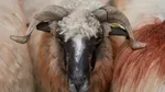 Record: Romania to Export Over 1 Million Sheep and Carcasses to Algeria in 2027