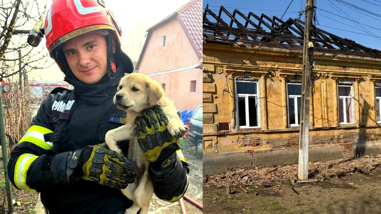 Pompierii din Timiș au salvat un cățel după ce o casă a luat foc. Incendiile la locuințe, tot mai dese