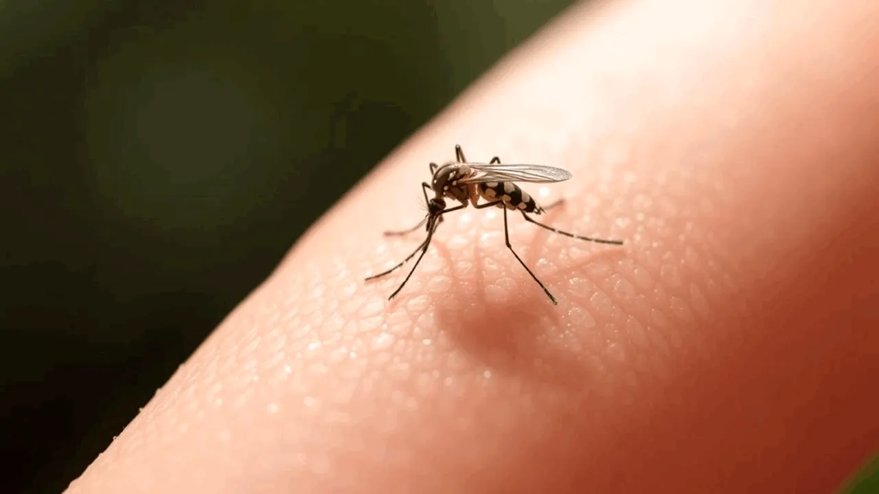 Efectele schimbărilor climatice: țânțari vii, descoperiți în singura țară din lume unde aceste insecte nu existau