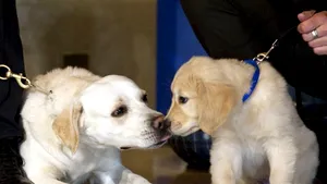 Câinii ar putea avea puteri telepatice