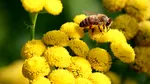 Studiu în premieră. „Apocalipsa insectelor” provoacă malnutriția oamenilor în câteva regiuni