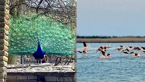 Au fost observaţi păuni la Kiev şi stoluri de flamingo în regiunea Odesa 
