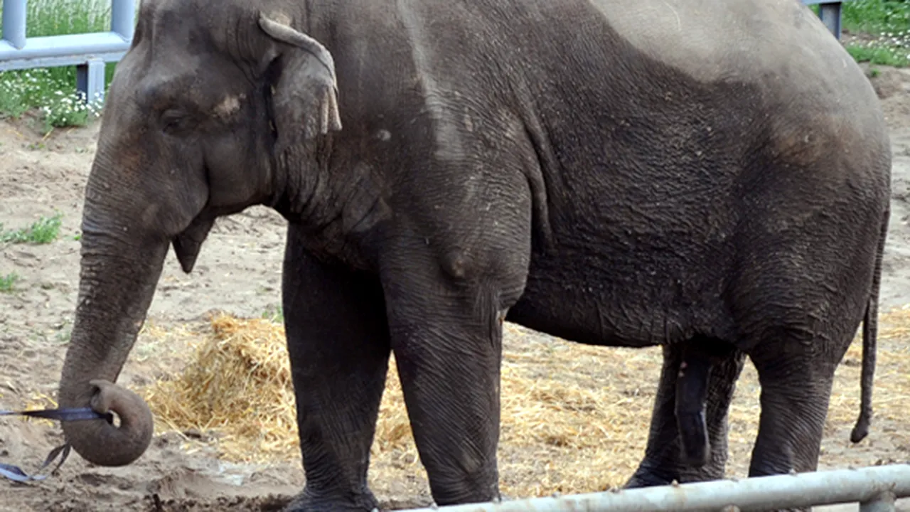 Unicul elefant al grădinii Zoo din Kiev a murit, probabil otrăvit