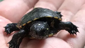 Există viaţă după moarte. O ţestoasă europeană a fost călcată de maşină, dar ouăle ei au fost salvate FOTO