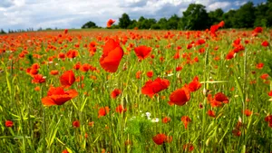 Prognoza meteo pentru marţi şi miercuri: temperaturile pot depăşi 30 de grade Celsius. Unde sunt posibile ploi