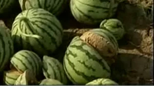 Chimicalele în exces fac pepenii din China să explodeze. Vezi la ce te poţi aştepta din partea fructelor vândute în România