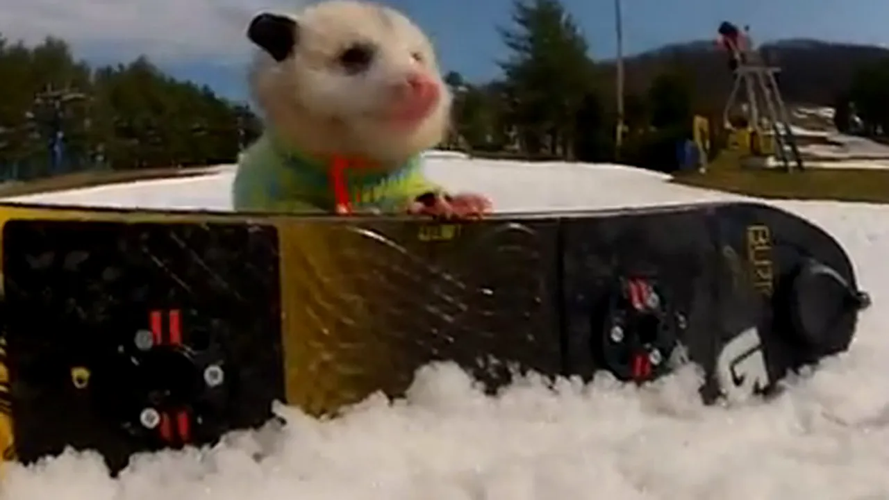 Ratatouille, oposumul care face snowboard - VIDEO