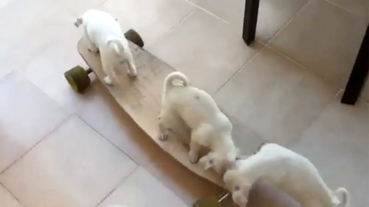 IMAGINI AMUZANTE: Sport în lumea animalelor - Cum fac trei căţeluşi skateboarding - VIDEO