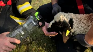 Un miel rătăcit a avut norocul vieții sale. Animalul, blocat într-o râpă de peste 20 de metri