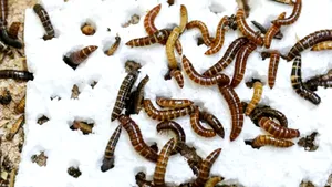 Insectă consumatoare de plastic descoperită în Kenya, o premieră pentru Africa