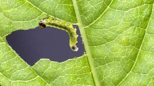 Împiedicați omizile să vă mănânce plantele cu un spray din ingrediente pe care le aveți deja