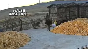 Un fermier chinez, atacat de un tigru siberian. Animalul reuşeşte să dărâme poarta de metal