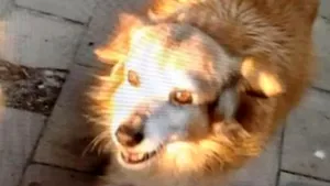 Act de cruzime: căţeluşa Musetta, ucisă de petardele aruncate de un grup de băieţi

